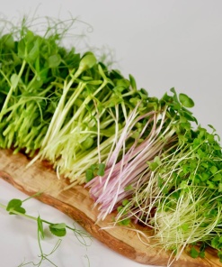 Immunity Boost Salad, 100g