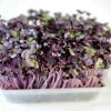 Radish Sango, 50g