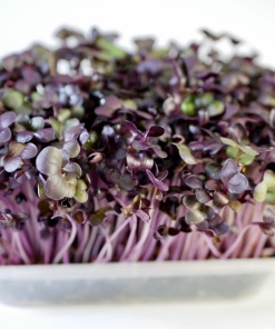 Radish Sango, 50g