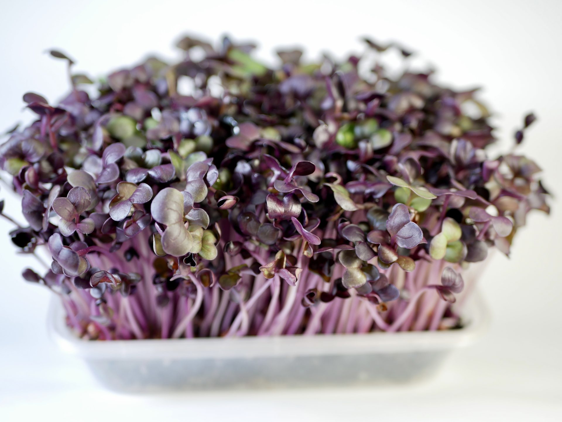 Radish Sango Micogreens, 50g