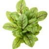 Red Vein Sorrel Microgreen, 20g