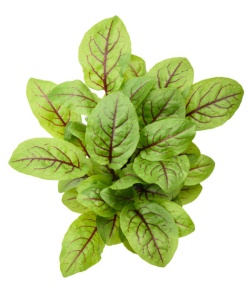 Red Vein Sorrel Microgreen, 50g