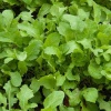 Baby Rocket Microgreens, 50g