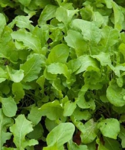 Baby Rocket Microgreens
