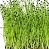 Spring Onion/Leek Microgreens, 50g
