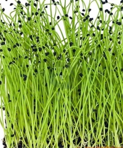 Spring Onion/Leek Microgreens, 50g