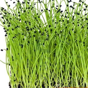 Spring Onion/Leek Microgreens, 50g
