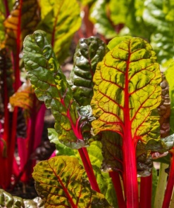 Swiss Chard microgreens, 50g