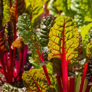 Swiss Chard microgreens, 50g