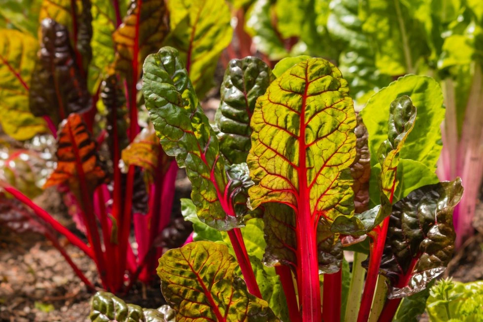 Swiss Chard microgreens, 50g