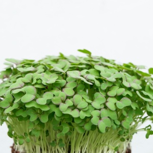 green plant on white background